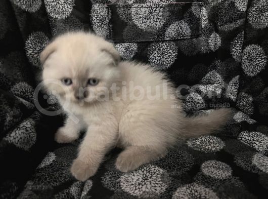 Efsane Scotti̇sh Fold Bluepoi̇nt görsel
