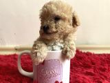 Malti̇poo Tüy Dökmez Orjinal Her Bütçeye Uygun Garantili