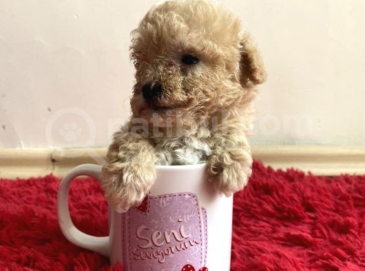 Malti̇poo Tüy Dökmez Orjinal Her Bütçeye Uygun Garantili görsel