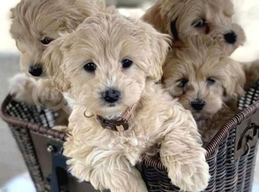 Maltipoo Mix Irk Yavrular