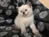 Efsane Bri̇ti̇sh Shorthai̇r Bluepoi̇nt
