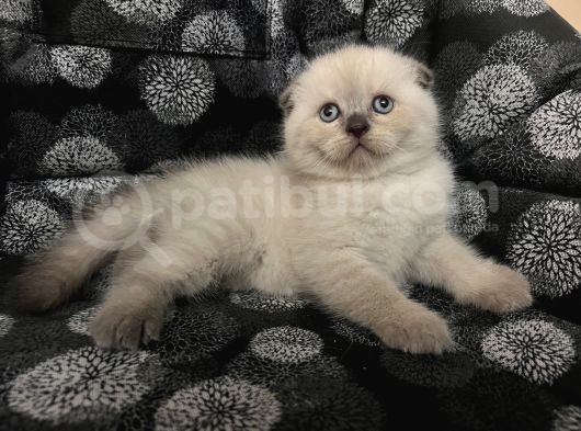 Efsane Scotti̇sh Fold Bluepoi̇nt