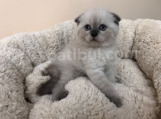 Efsane Scotti̇sh Fold Bluepoi̇nt görsel