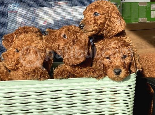 Dev Poodle Irkının En Güzel Yavruları görsel