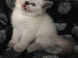 Efsane Bri̇ti̇sh Shorthai̇r Bluepoi̇nt