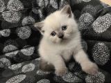 Efsane Bri̇ti̇sh Shorthai̇r Bluepoi̇nt