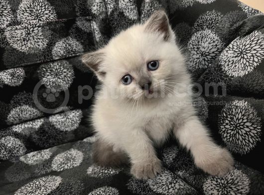 Efsane Bri̇ti̇sh Shorthai̇r Bluepoi̇nt görsel