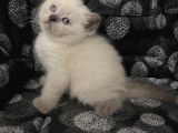 Efsane Bri̇ti̇sh Shorthai̇r Bluepoi̇nt