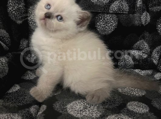 Efsane Bri̇ti̇sh Shorthai̇r Bluepoi̇nt görsel