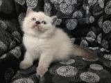 Efsane Bri̇ti̇sh Shorthai̇r Bluepoi̇nt