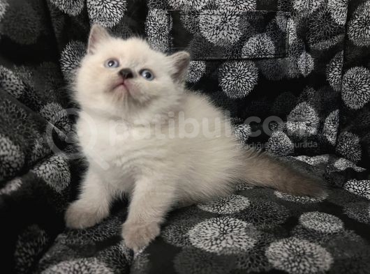 Efsane Bri̇ti̇sh Shorthai̇r Bluepoi̇nt görsel
