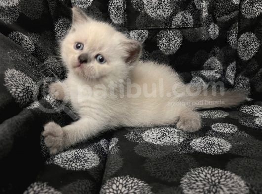 Efsane Bri̇ti̇sh Shorthai̇r Bluepoi̇nt görsel