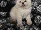 Efsane Bri̇ti̇sh Shorthai̇r Bluepoi̇nt