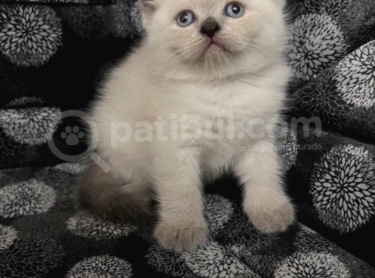 Efsane Bri̇ti̇sh Shorthai̇r Bluepoi̇nt