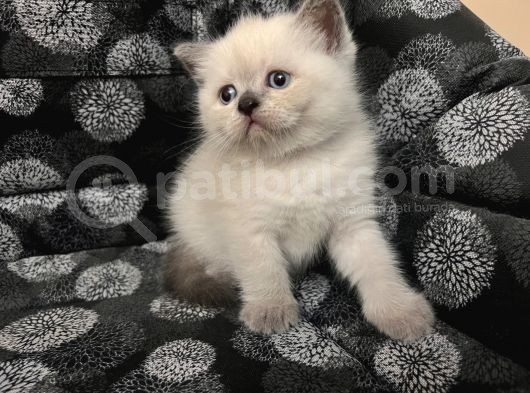 Efsane Bri̇ti̇sh Shorthai̇r Bluepoi̇nt görsel