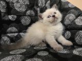 Efsane Bri̇ti̇sh Shorthai̇r Bluepoi̇nt