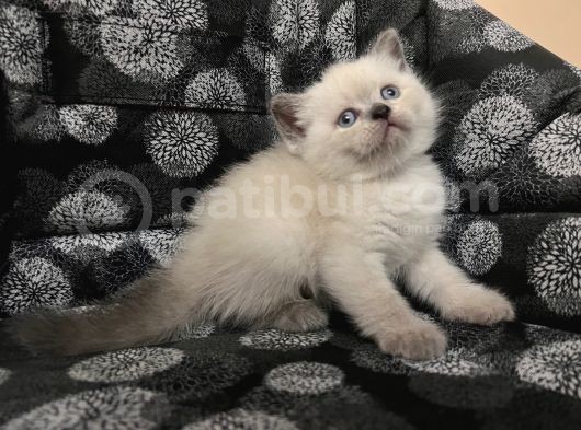 Efsane Bri̇ti̇sh Shorthai̇r Bluepoi̇nt görsel
