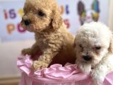 Malti̇poo Tüy Dökmez Orjinal Her Bütçeye Uygun Garantili