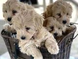 Maltipoo Mix Irk Yavrular