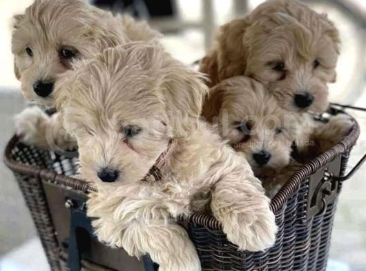 Maltipoo Mix Irk Yavrular görsel