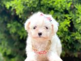 Sevimli Ufacık Boyut Maltese Yavrular