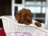 Toy Poodle Kahverengi Orjinal Garantili Safkan Her Bütçeye Uygun