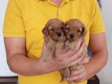 Asılı Karneli Red Toypoodle Bebekler