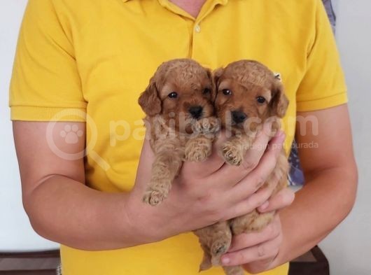 Asılı Karneli Red Toypoodle Bebekler görsel