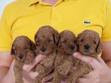 Asılı Karneli Red Toypoodle Bebekler