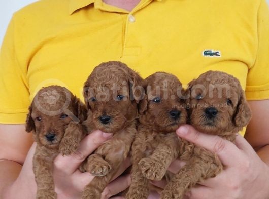 Asılı Karneli Red Toypoodle Bebekler
