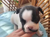 French Bulldog Yavrularimiz Yeni Ailelerini Bekliyor