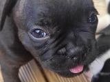 French Bulldog Yavrularimiz Yeni ailelerini bekliyor