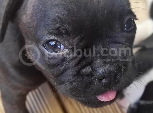 French Bulldog Yavrularimiz Yeni Ailelerini Bekliyor