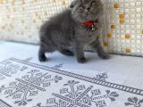 Topaç Surat Safkan Scotti̇sh Fold Yavrumuz