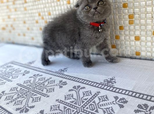 Topaç Surat Safkan Scotti̇sh Fold Yavrumuz görsel