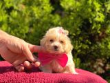 Bir Karış Sıfır Boy Sevimli Maltipoo Yavru