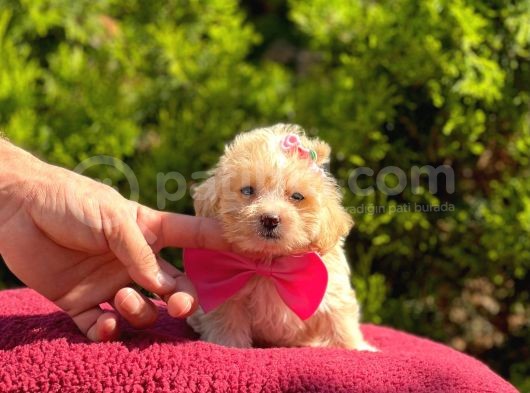 Bir Karış Sıfır Boy Sevimli Maltipoo Yavru