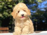 Gerçek Malti̇poo Yavrumuz a Kali̇te