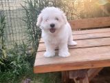 Maltipoo Erkek Yavrularımız