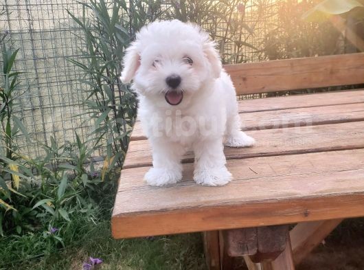 Maltipoo Erkek Yavrularımız görsel