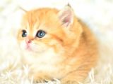 Şampi̇yonluk Soyundan Ny11 Golden Bri̇ti̇sh Shorthai̇r