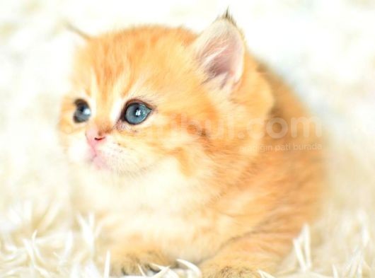 Şampi̇yonluk Soyundan Ny11 Golden Bri̇ti̇sh Shorthai̇r görsel