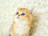 Şampi̇yon Soyundan Ny11 Golden Bri̇ti̇sh Shorthai̇r