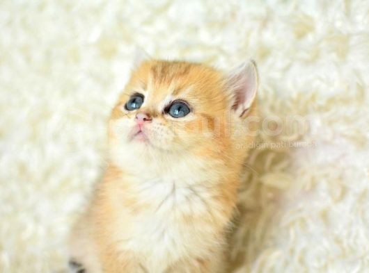 Şampi̇yon Soyundan Ny11 Golden Bri̇ti̇sh Shorthai̇r görsel