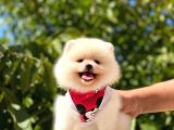 Gülen Yüz Di̇şi̇ Pomerani̇an Boo