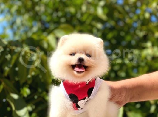 Gülen Yüz Di̇şi̇ Pomerani̇an Boo görsel