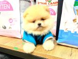 Safkan Pomeranian Boo Yavrularımız