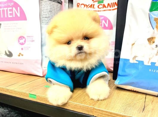 Safkan Pomeranian Boo Yavrularımız