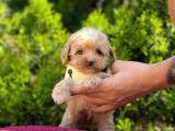 Safkan Maltipoo Yavrularımız