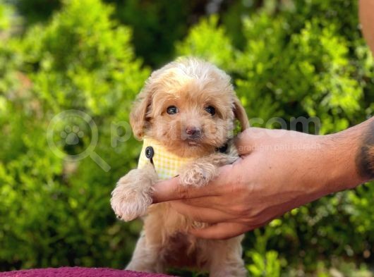 Safkan Maltipoo Yavrularımız görsel